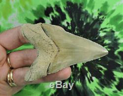 Megalodon Sharks Tooth 3 5/16'' inch NO RESTORATIONS fossil sharks teeth tooth