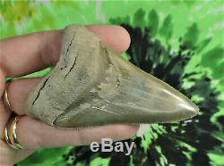 Megalodon Sharks Tooth 3 5/16'' inch NO RESTORATIONS fossil sharks teeth tooth