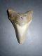 Megalodon Sharks Tooth 3.61 Inch Fossil Sharks Teeth Tooth #0100