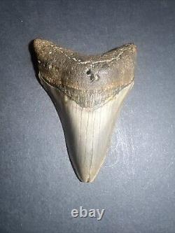 Megalodon Sharks Tooth 3.61 inch fossil sharks teeth tooth #0100