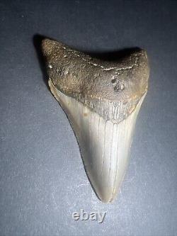 Megalodon Sharks Tooth 3.61 inch fossil sharks teeth tooth #0100