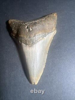 Megalodon Sharks Tooth 3.61 inch fossil sharks teeth tooth #0100