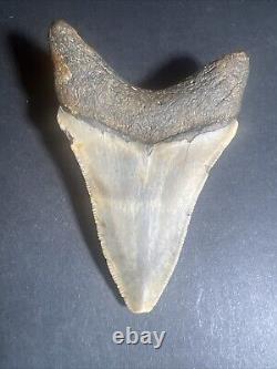 Megalodon Sharks Tooth 3.61 inch fossil sharks teeth tooth #0100