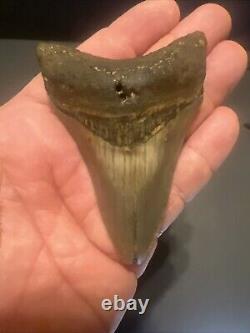 Megalodon Sharks Tooth 3.61 inch fossil sharks teeth tooth #0100