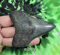 Megalodon Sharks Tooth 3 7/16'' inch NO RESTORATIONS fossil sharks teeth tooth