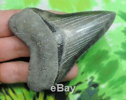Megalodon Sharks Tooth 3 7/16'' inch NO RESTORATIONS fossil sharks teeth tooth