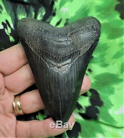 Megalodon Sharks Tooth 3 7/8'' inch NO RESTORATIONS fossil sharks teeth tooth