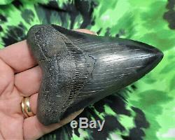 Megalodon Sharks Tooth 3 7/8'' inch NO RESTORATIONS fossil sharks teeth tooth