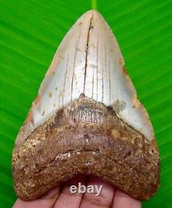 Megalodon Sharks Tooth 3.88- Shark Teeth Real Fossil Natural Megladone