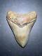 Megalodon Sharks Tooth 4.01 Inch No Restorations Fossil Sharks Teeth #0118