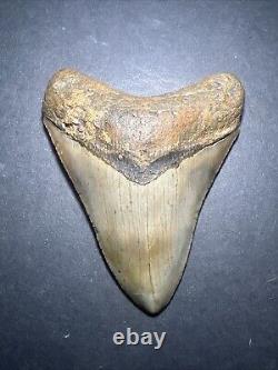 Megalodon Sharks Tooth 4.01 Inch NO RESTORATIONS fossil sharks teeth #0118