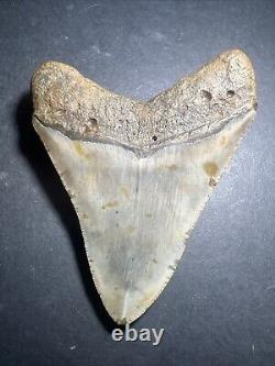 Megalodon Sharks Tooth 4.01 Inch NO RESTORATIONS fossil sharks teeth #0118