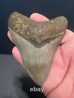 Megalodon Sharks Tooth 4.01 Inch NO RESTORATIONS fossil sharks teeth #0118