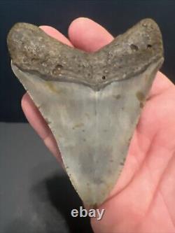 Megalodon Sharks Tooth 4.01 Inch NO RESTORATIONS fossil sharks teeth #0118