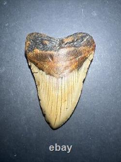 Megalodon Sharks Tooth 4.11 inch fossil sharks teeth tooth #0113