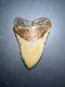 Megalodon Sharks Tooth 4.11 Inch Fossil Sharks Teeth Tooth #0113