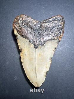 Megalodon Sharks Tooth 4.11 inch fossil sharks teeth tooth #0113