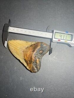 Megalodon Sharks Tooth 4.11 inch fossil sharks teeth tooth #0113