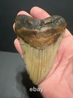 Megalodon Sharks Tooth 4.11 inch fossil sharks teeth tooth #0113