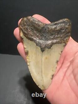 Megalodon Sharks Tooth 4.11 inch fossil sharks teeth tooth #0113