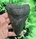 Megalodon Sharks Tooth 4 13/16'' Inch No Restorations Fossil Sharks Teeth Tooth