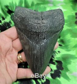Megalodon Sharks Tooth 4 13/16'' inch NO RESTORATIONS fossil sharks teeth tooth