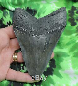 Megalodon Sharks Tooth 4 13/16'' inch NO RESTORATIONS fossil sharks teeth tooth
