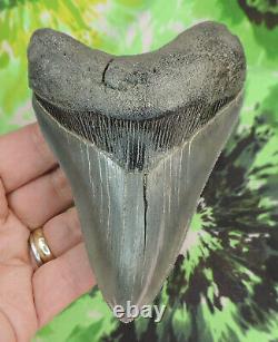 Megalodon Sharks Tooth 4 15/16 inch NICE! NO RESTORATIONS fossil sharks teeth