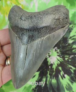 Megalodon Sharks Tooth 4 15/16 inch NICE! NO RESTORATIONS fossil sharks teeth