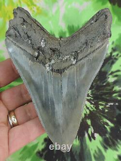 Megalodon Sharks Tooth 4 15/16 inch NICE! NO RESTORATIONS fossil sharks teeth