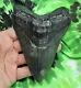 Megalodon Sharks Tooth 4 15/16'' Inch No Restorations Fossil Sharks Teeth Tooth