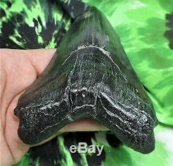 Megalodon Sharks Tooth 4 15/16'' inch NO RESTORATIONS fossil sharks teeth tooth