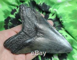 Megalodon Sharks Tooth 4 15/16'' inch NO RESTORATIONS fossil sharks teeth tooth