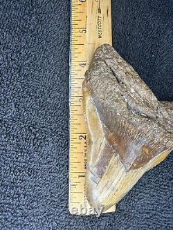 Megalodon Sharks Tooth 4 1/2 inch NO RESTORATIONS fossil sharks teeth tooth VA