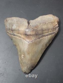 Megalodon Sharks Tooth 4 1/4 inch NO RESTORATIONS fossil sharks teeth tooth