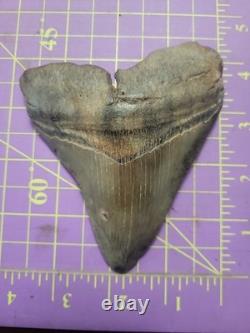 Megalodon Sharks Tooth 4 1/4 inch NO RESTORATIONS fossil sharks teeth tooth