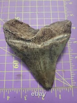 Megalodon Sharks Tooth 4 1/4 inch NO RESTORATIONS fossil sharks teeth tooth
