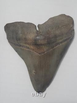Megalodon Sharks Tooth 4 1/4 inch NO RESTORATIONS fossil sharks teeth tooth