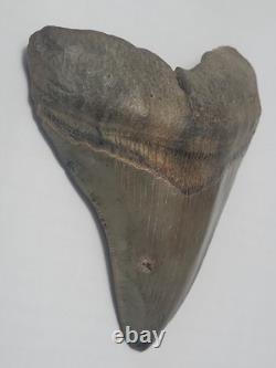 Megalodon Sharks Tooth 4 1/4 inch NO RESTORATIONS fossil sharks teeth tooth