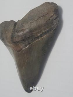 Megalodon Sharks Tooth 4 1/4 inch NO RESTORATIONS fossil sharks teeth tooth
