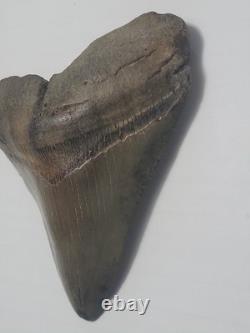 Megalodon Sharks Tooth 4 1/4 inch NO RESTORATIONS fossil sharks teeth tooth