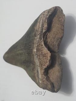 Megalodon Sharks Tooth 4 1/4 inch NO RESTORATIONS fossil sharks teeth tooth