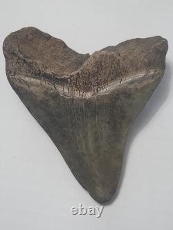 Megalodon Sharks Tooth 4 1/4 inch NO RESTORATIONS fossil sharks teeth tooth