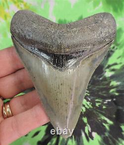 Megalodon Sharks Tooth 4 1/8 inch Ogeechee GA NO RESTORATIONS fossil teeth