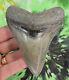 Megalodon Sharks Tooth 4 1/8 Inch Ogeechee Ga No Restorations Fossil Teeth