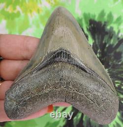 Megalodon Sharks Tooth 4 1/8 inch Ogeechee GA NO RESTORATIONS fossil teeth