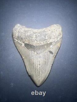 Megalodon Sharks Tooth 4.44 Inch! NO RESTORATIONS fossil sharks teeth #0119