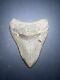Megalodon Sharks Tooth 4.44 Inch! No Restorations Fossil Sharks Teeth #0119