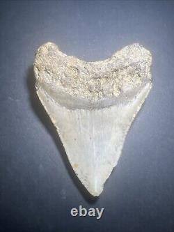 Megalodon Sharks Tooth 4.44 Inch! NO RESTORATIONS fossil sharks teeth #0119
