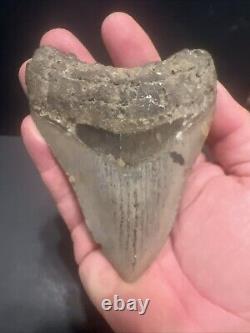 Megalodon Sharks Tooth 4.44 Inch! NO RESTORATIONS fossil sharks teeth #0119
